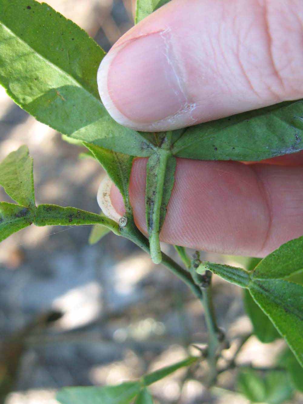              Petiole (Winter Haven, FL)       